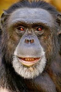 apes smiling