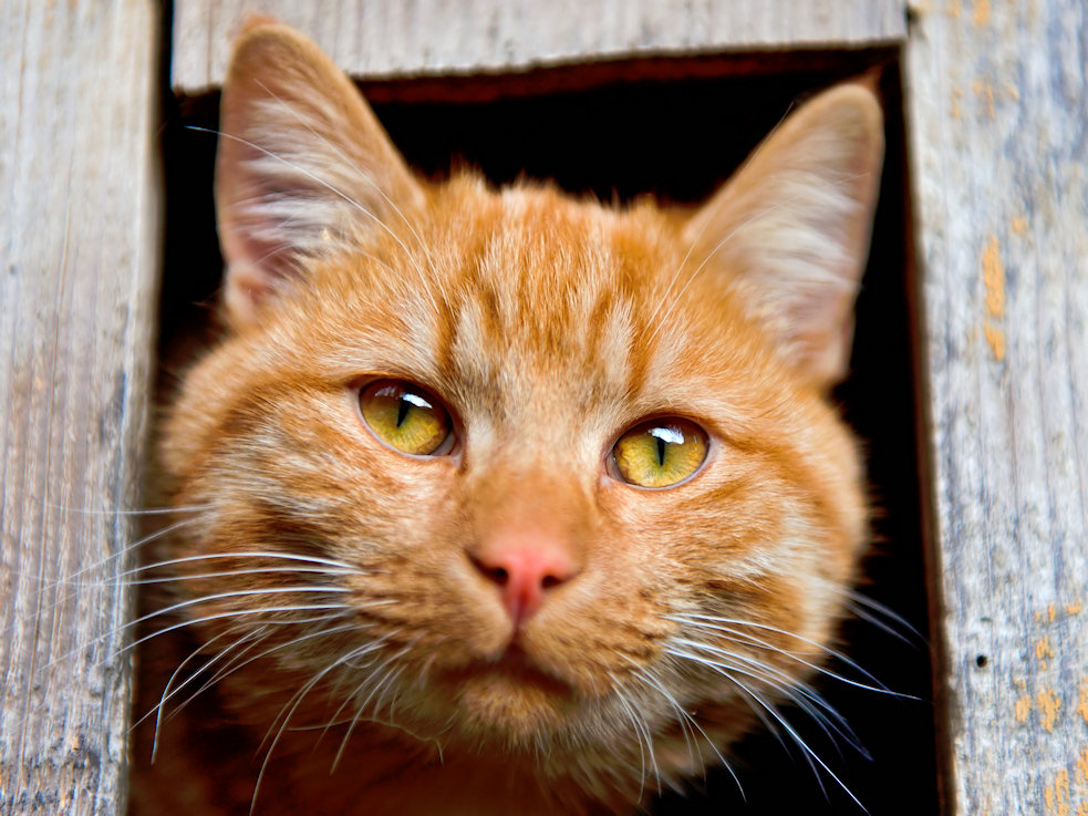 chaplin-the-cat