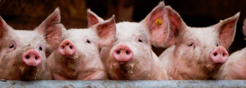 external image four-pigs-500x180.jpg