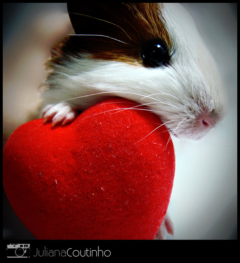 Guinea Pig Heart Jigsaw Puzzle. February 14, 2011 · Photograph by Juliana 