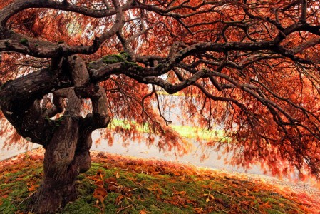 japanese-maple-tree-449x300.jpg