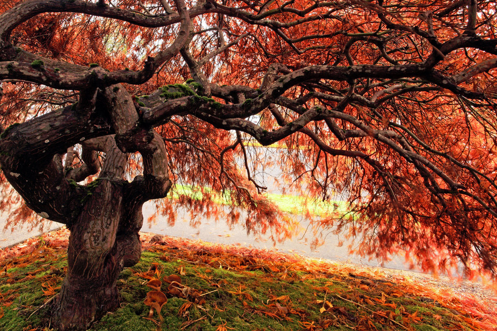 japanese maple tree. Japanese Maple Tree Jigsaw