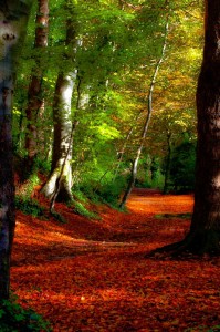 A Walk in the Woods Jigsaw Puzzle