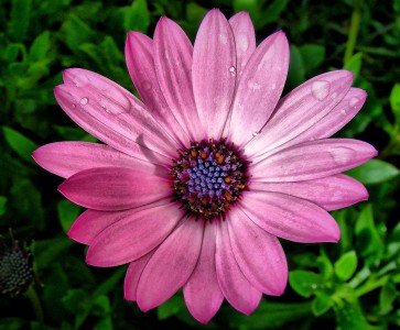 African Daisy Jigsaw Puzzle