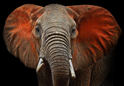 African Elephant Jigsaw Puzzle