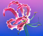African Flame Lily Jigsaw Puzzle