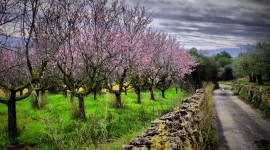 Almond Trees