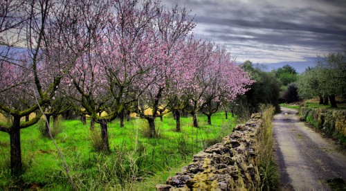 Almond Trees Jigsaw Puzzle