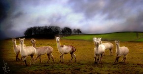 Alpacas