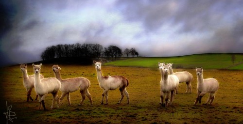 Alpacas Jigsaw Puzzle