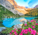 Alpine Bloom