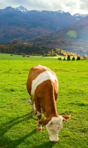 Alpine Cow Jigsaw Puzzle