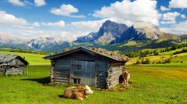 Alpine Cows