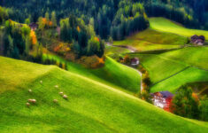 Alpine Grazing