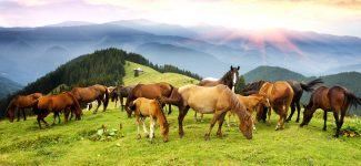 Alpine Horses