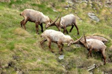 Alpine Ibex