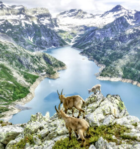 Alpine Ibex Family Jigsaw Puzzle