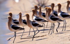 American Avocets