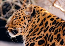 Amur Leopard