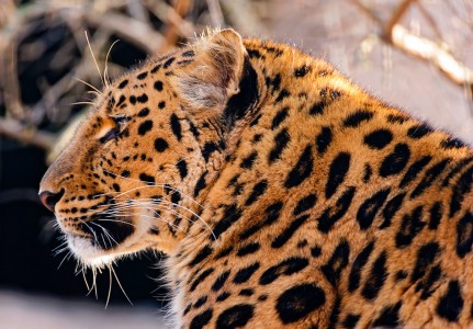 Amur Leopard Jigsaw Puzzle