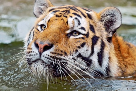 Siberian Tiger Jigsaw Puzzle