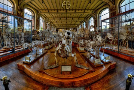 Ancient Bones Jigsaw Puzzle