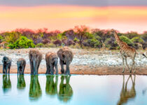 Animals in Namibia