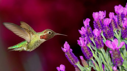 Anna’s Hummingbird Jigsaw Puzzle