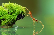 Ant and Water