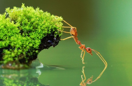 Ant and Water Jigsaw Puzzle