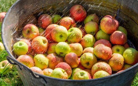 Apple Bucket Jigsaw Puzzle