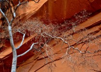 Arches Canyon Tree