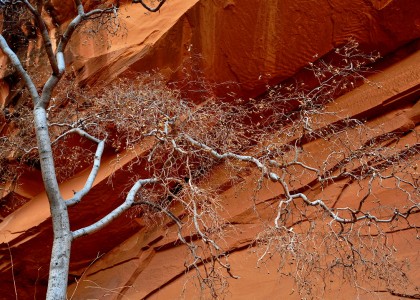 Arches Canyon Tree Jigsaw Puzzle