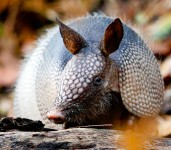 Armadillo