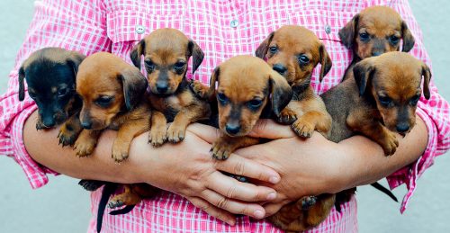 Armful of Puppies Jigsaw Puzzle