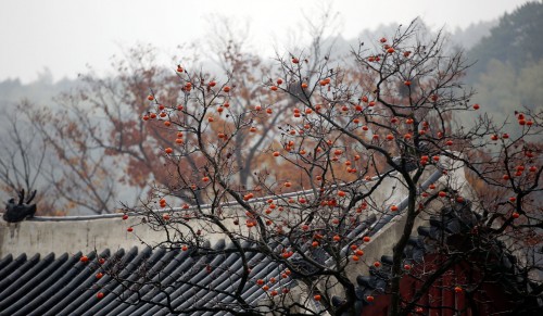 Asian Fruit Tree Jigsaw Puzzle