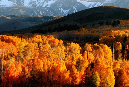 Aspen Gold Jigsaw Puzzle