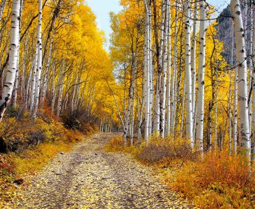 Aspen Road Jigsaw Puzzle