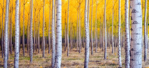 Aspen Stand Jigsaw Puzzle