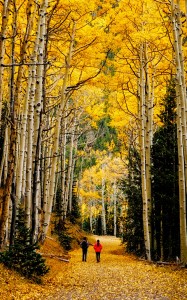 Aspen Stroll Jigsaw Puzzle