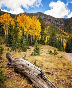 Aspens and Pines Jigsaw Puzzle