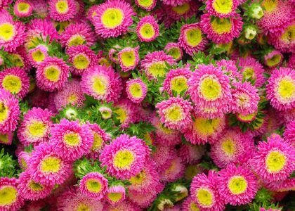 Asters Jigsaw Puzzle