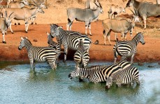 At the Waterhole