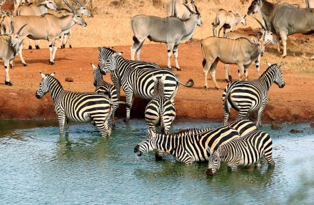 At the Waterhole Jigsaw Puzzle