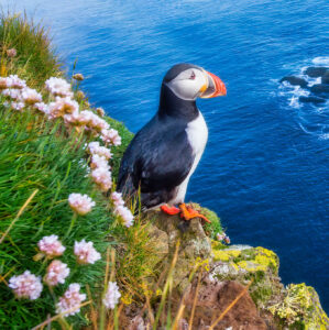 Atlantic Puffin Jigsaw Puzzle