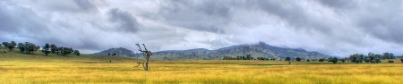 Australia Grassland