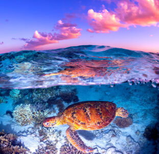 Australia Sea Turtle Jigsaw Puzzle