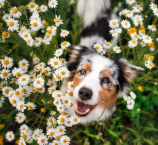 Australian Shepherd Jigsaw Puzzle