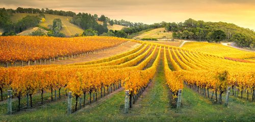 Australian Vineyard Jigsaw Puzzle