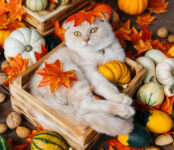 Autumn Cat